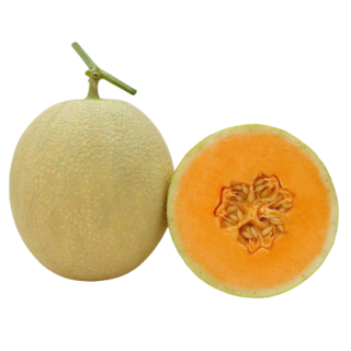 Kundan - Known You Seed India KYI